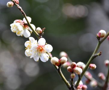 宇喜田東公園梅の花