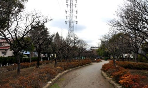 宇喜田東公園梅の木全景