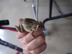 ヌマガエル 生きもの茶論