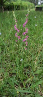 ネジバナ 生きもの茶論