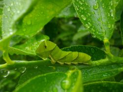 ナミアゲハ 生きもの茶論