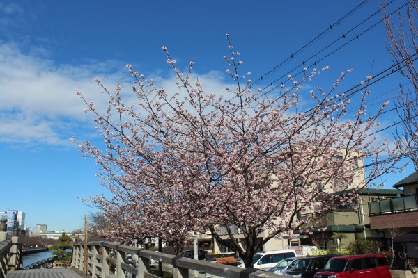 大寒桜 オオカンザクラ が開花しました 花だより 水とみどり 花の情報 公益財団法人 えどがわ環境財団