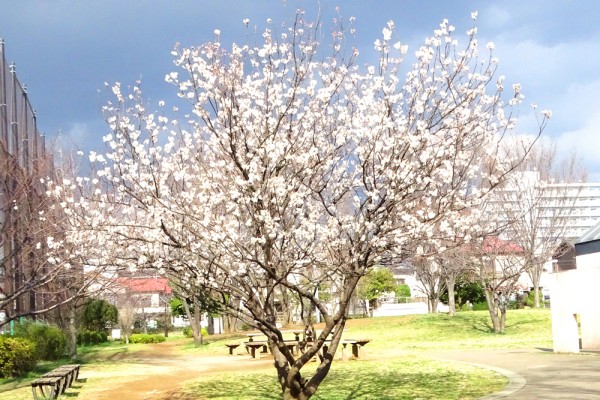 河津桜