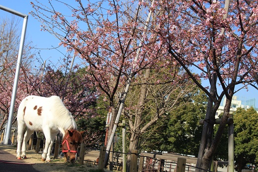 河津桜