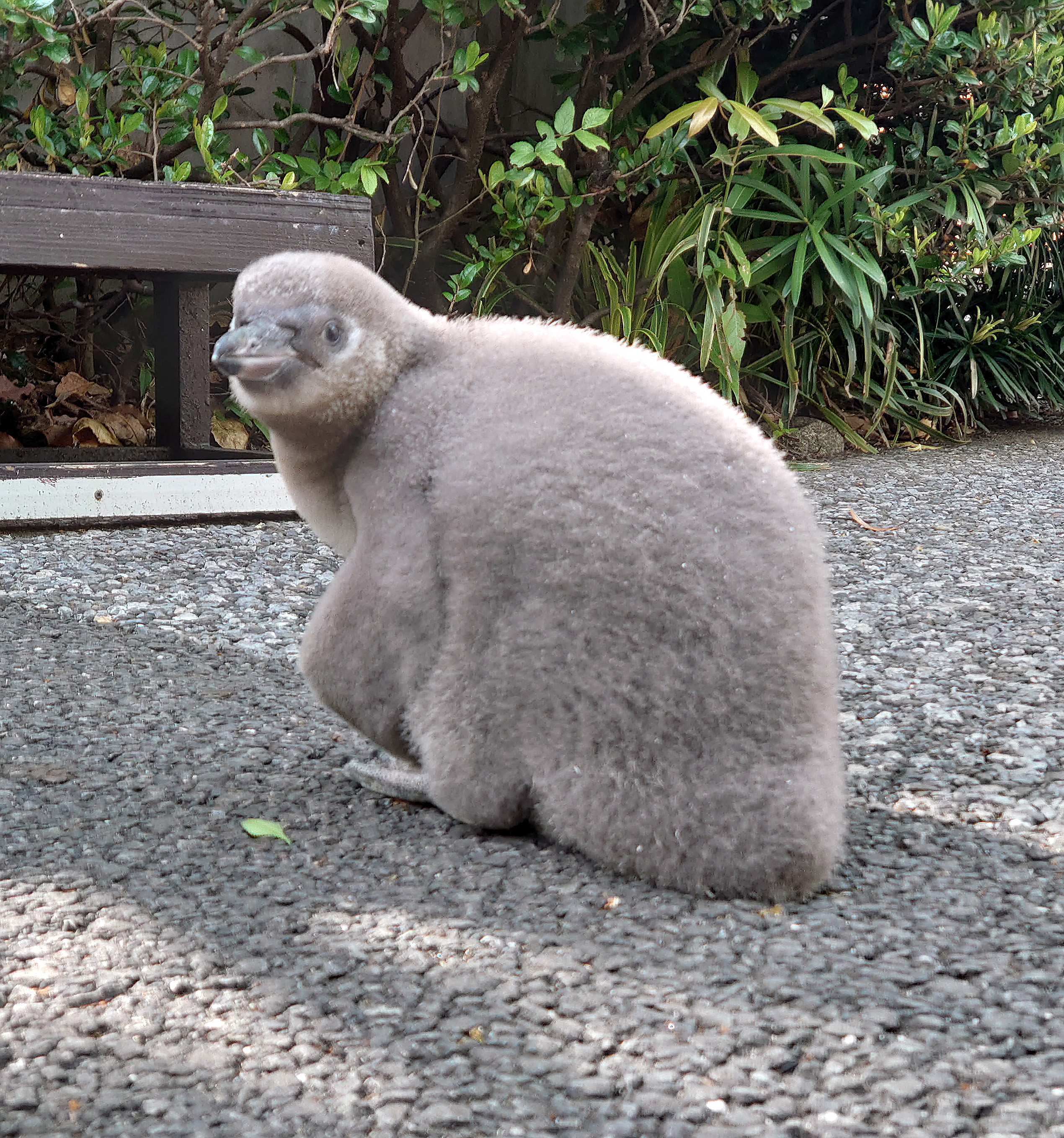 ペンギンのヒナ