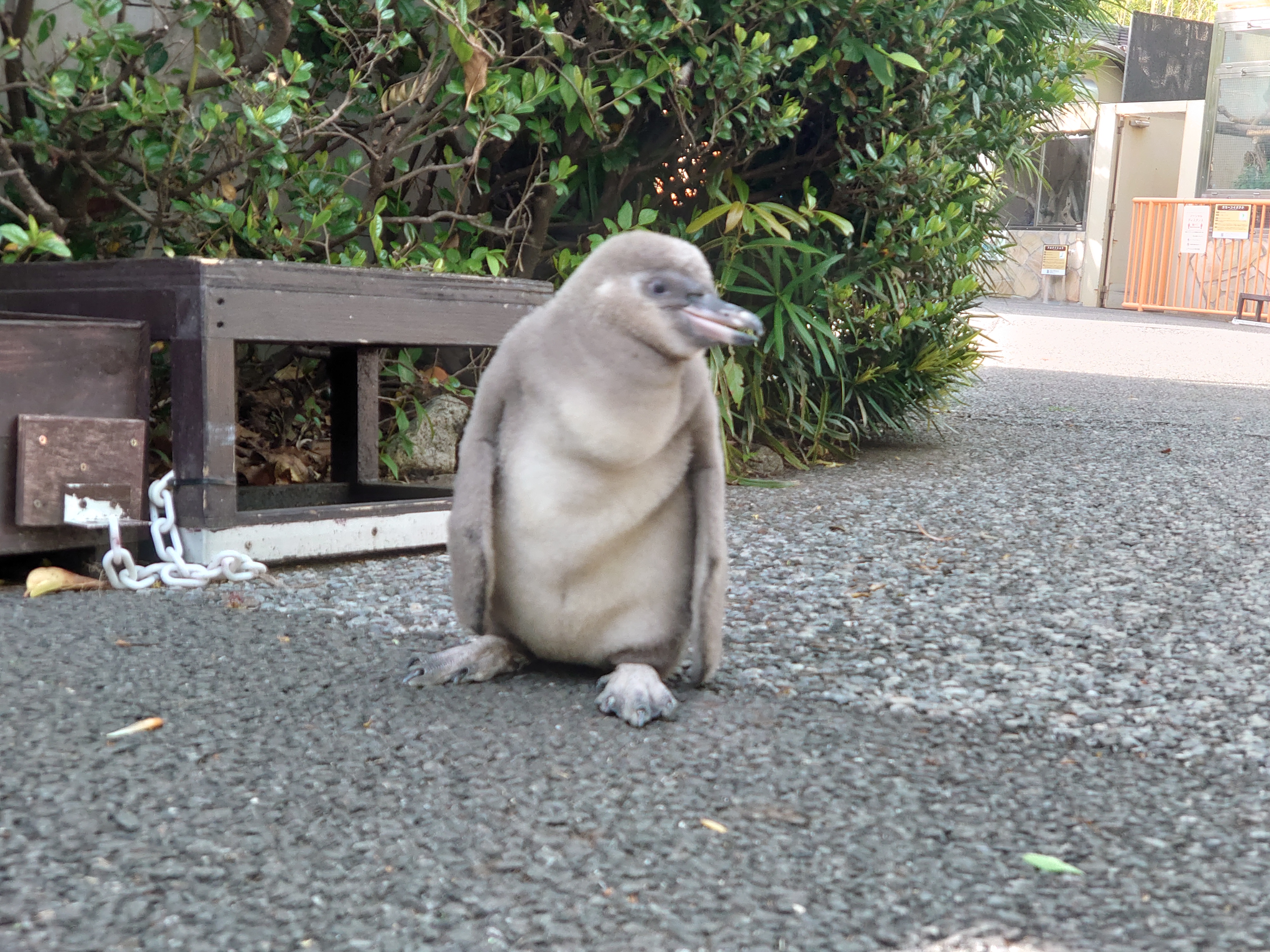 ペンギンヒナ