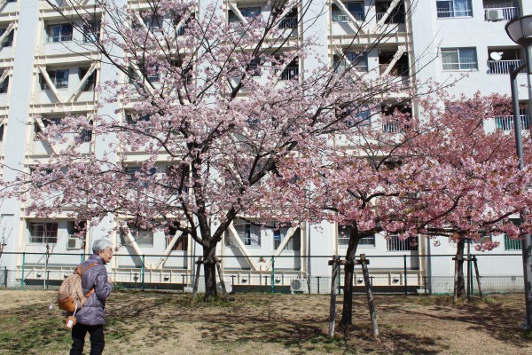 大寒桜 オオカンザクラ が開花しました 花だより 水とみどり 花の情報 公益財団法人 えどがわ環境財団