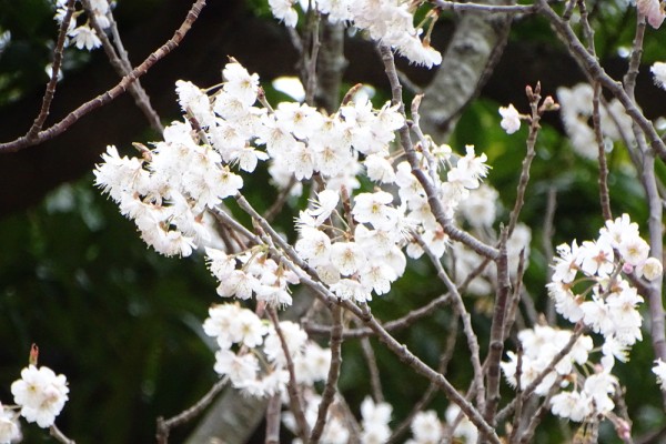 河津桜