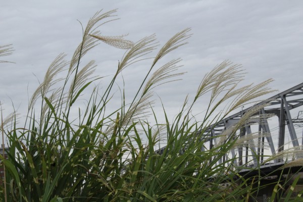 初秋の小岩菖蒲園 花だより 水とみどり 花の情報 公益財団法人 えどがわ環境財団