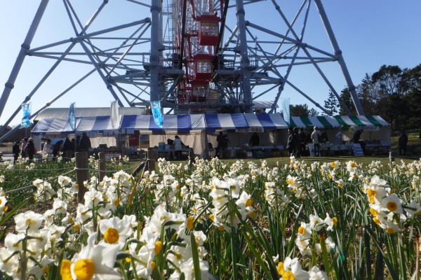 葛西臨海公園 水仙まつり に出展しました イベント情報 水とみどり 花の情報 公益財団法人 えどがわ環境財団