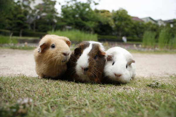 出張動物園