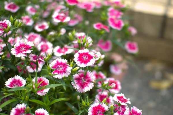 ナデシコ 秋 花を育てよう 花とみどりの応援団 公益財団法人 えどがわ環境財団