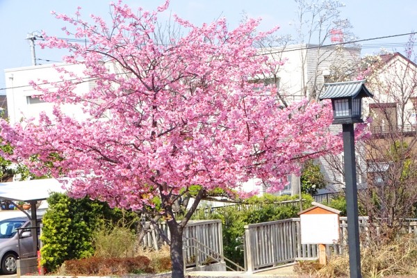 河津桜