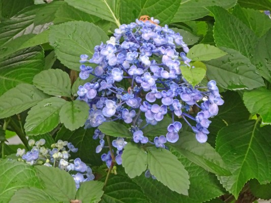 2026年06月のみんなの花とみどりのアルバム - 花とみどりの