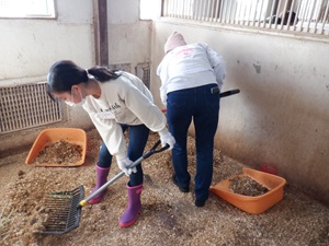 ポニーの部屋の掃除