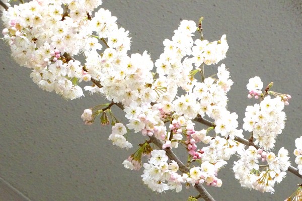 河津桜