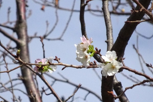 大島桜