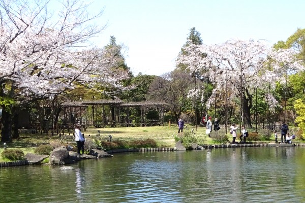 枝垂桜とソメイヨシノ