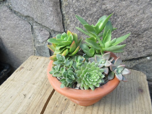 多肉植物の販売