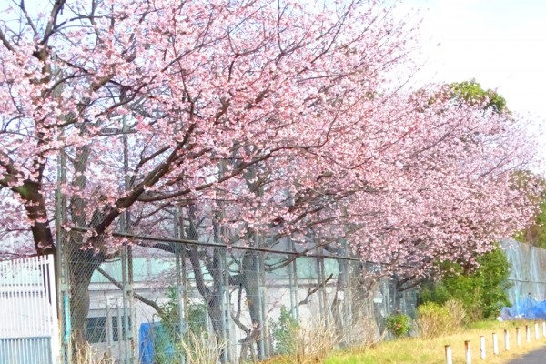大寒桜