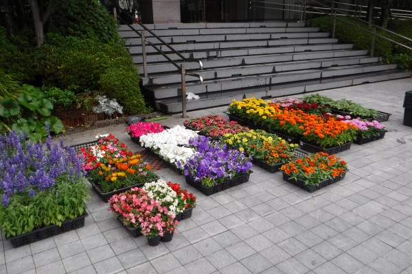 江戸川区役所本庁舎前の花の植え替えを行いました 活動情報 学校ウェルカムガーデン 花とみどりの応援団 公益財団法人 えどがわ環境財団