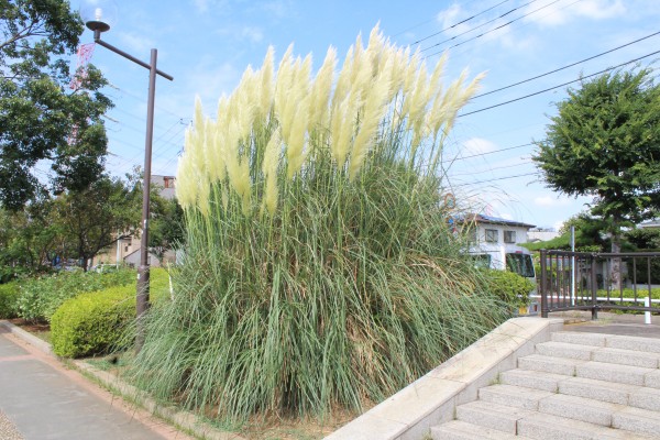 雄大なパンパスグラスに秋の気配 花だより 水とみどり 花の情報 公益財団法人 えどがわ環境財団