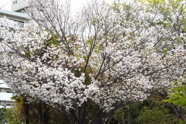 山桜