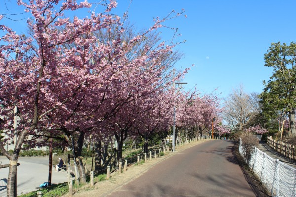 河津 桜 開花 情報 2021