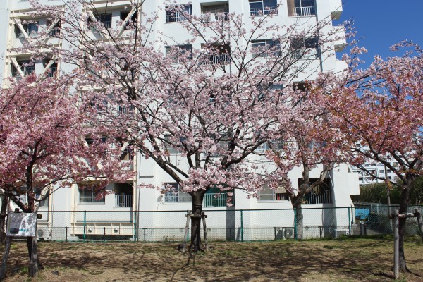 大寒桜 オオカンザクラ が開花しました 花だより 水とみどり 花の情報 公益財団法人 えどがわ環境財団