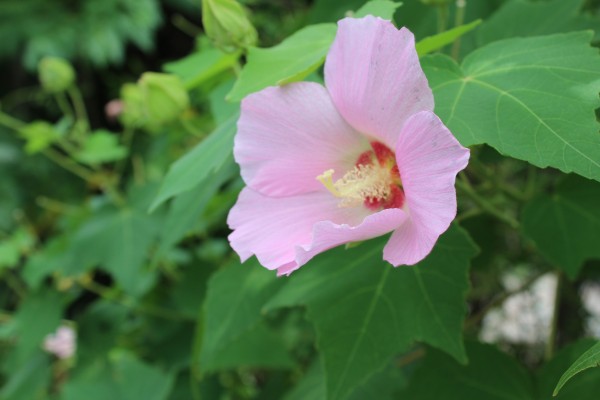 夏の花フヨウが開花しています 花だより 水とみどり 花の情報 公益財団法人 えどがわ環境財団