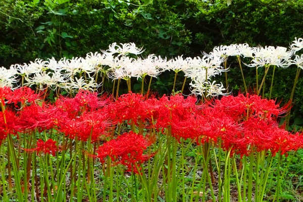 18年10月のみんなの花とみどりのアルバム 花とみどりの応援団 公益財団法人 えどがわ環境財団