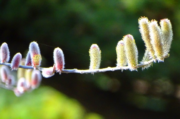 河津桜