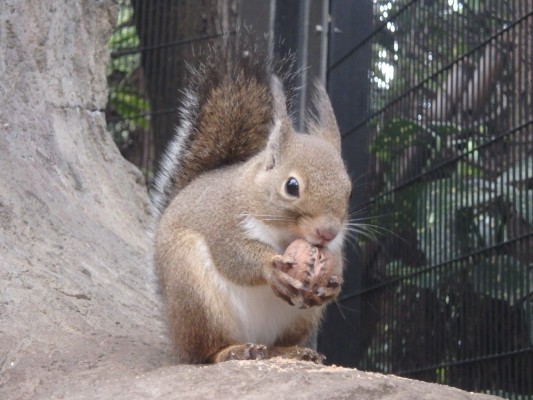 ニホンリスの寒さ対策 自然動物園 公益財団法人 えどがわ環境財団