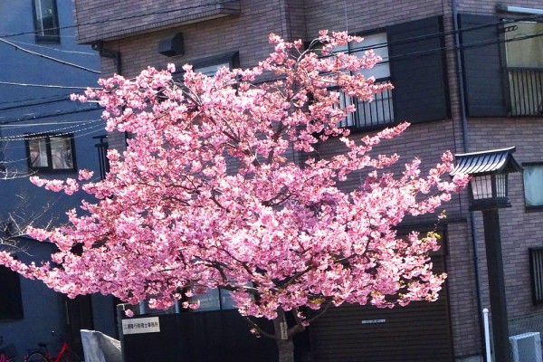 河津桜