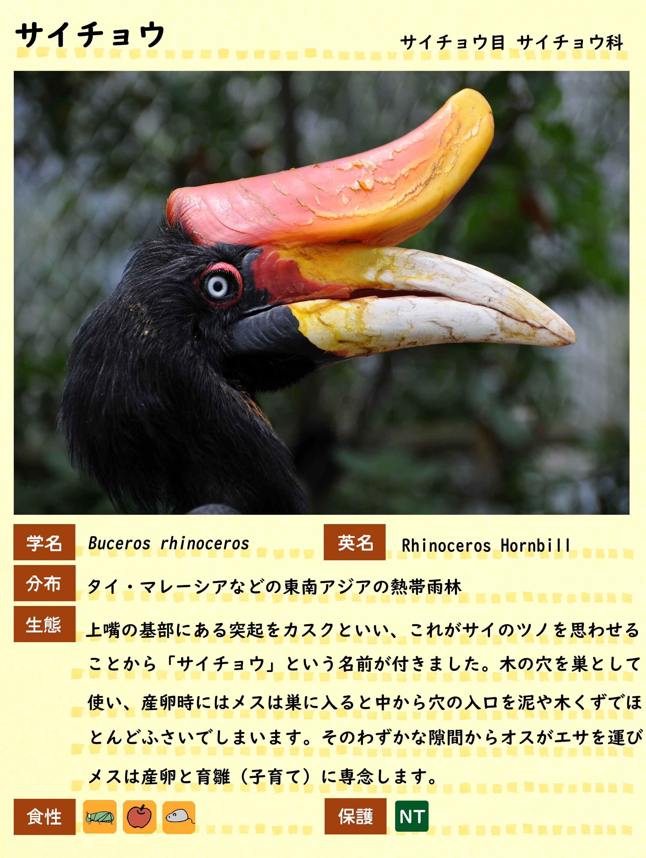 サイチョウ属 Buceros Japaneseclass Jp サイチョウ属 Buceros Japaneseclass Jp