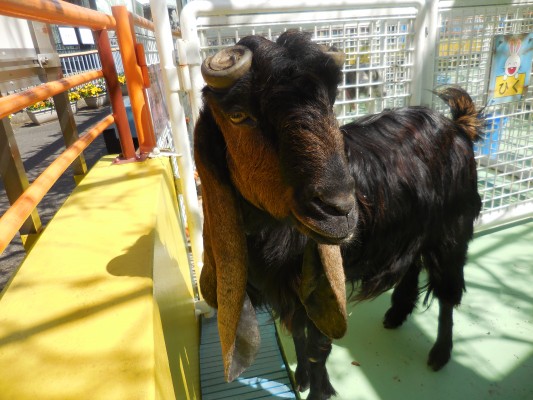 ツノのはなし 自然動物園 公益財団法人 えどがわ環境財団