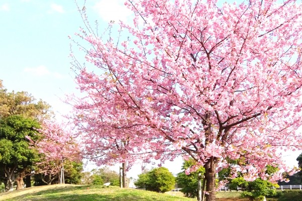 河津桜