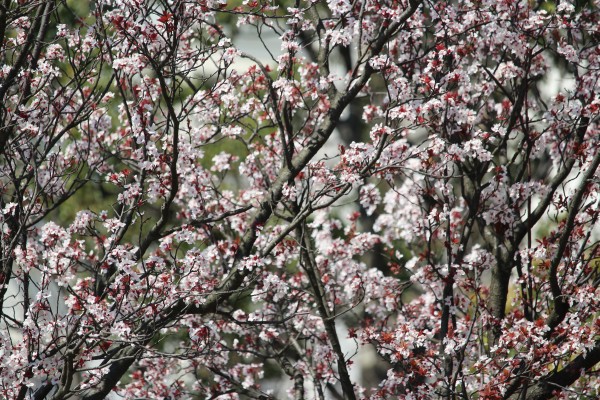 長島川親水公園でベニハスモモが見頃になっています 花だより 水とみどり 花の情報 公益財団法人 えどがわ環境財団