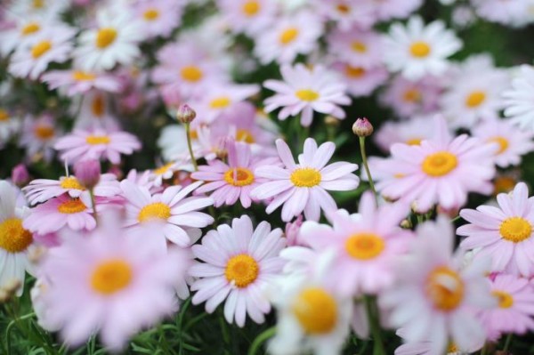 マーガレット 春 花を育てよう 花とみどりの応援団 公益財団法人 えどがわ環境財団