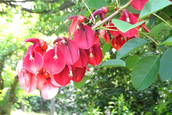 年07月のみんなの花とみどりのアルバム 花とみどりの応援団 公益財団法人 えどがわ環境財団