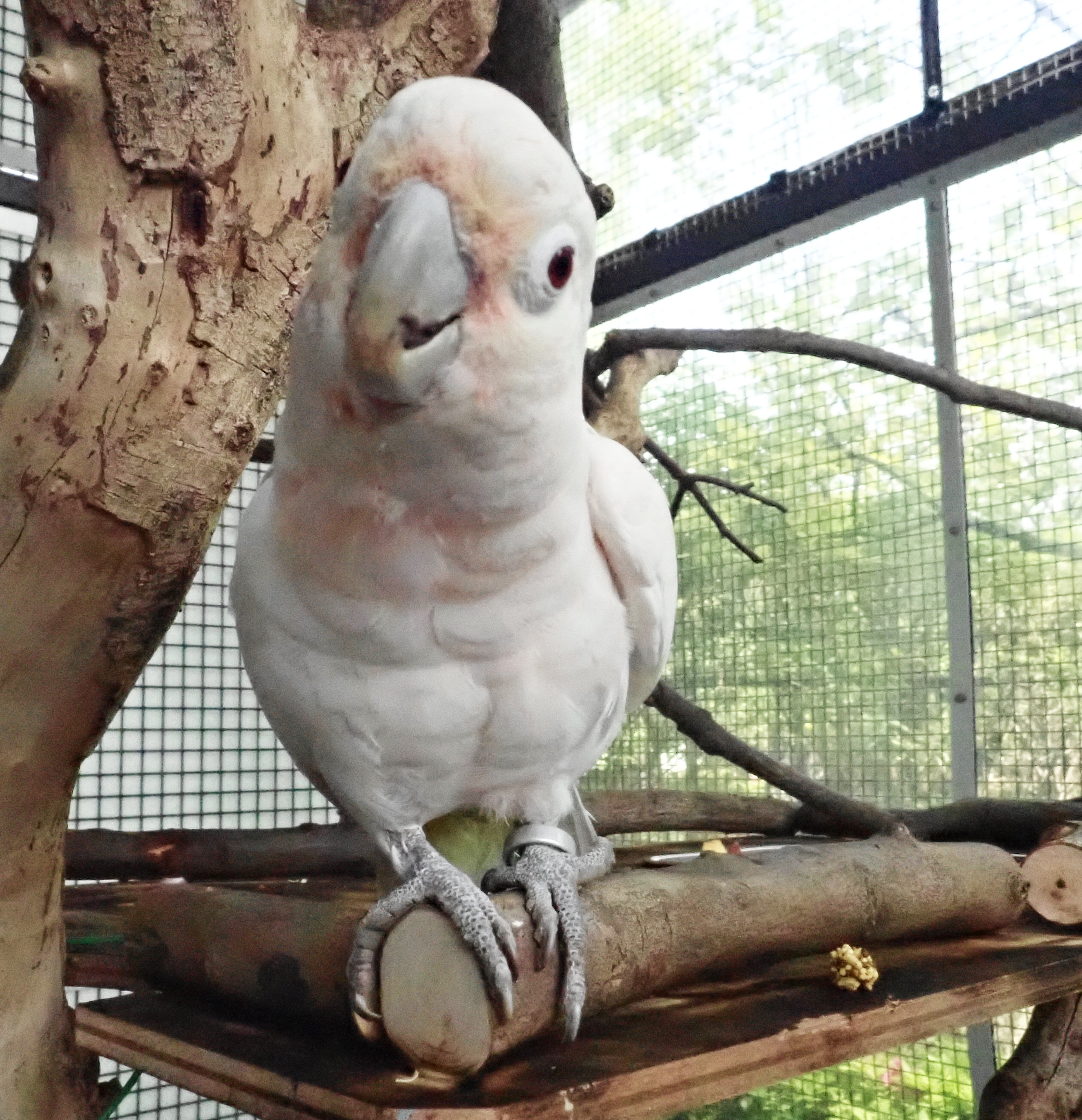 シロビタイムジオウム 動物紹介 自然動物園 公益財団法人 えどがわ環境財団