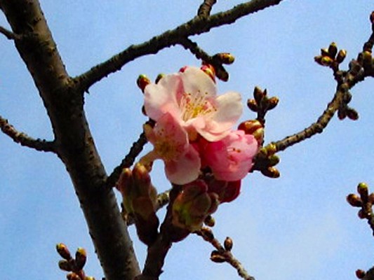 河津桜