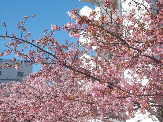 河津桜