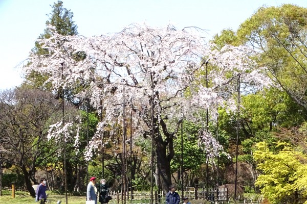 枝垂桜