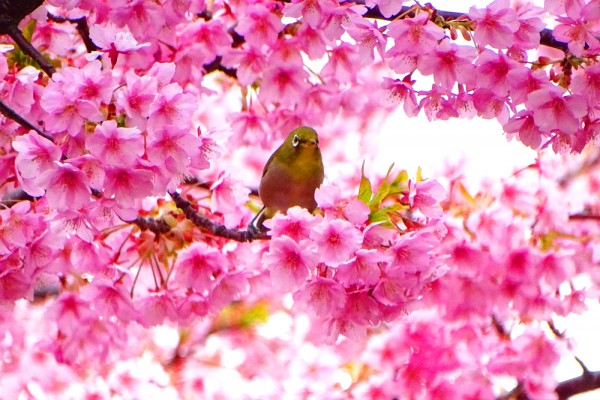 河津桜