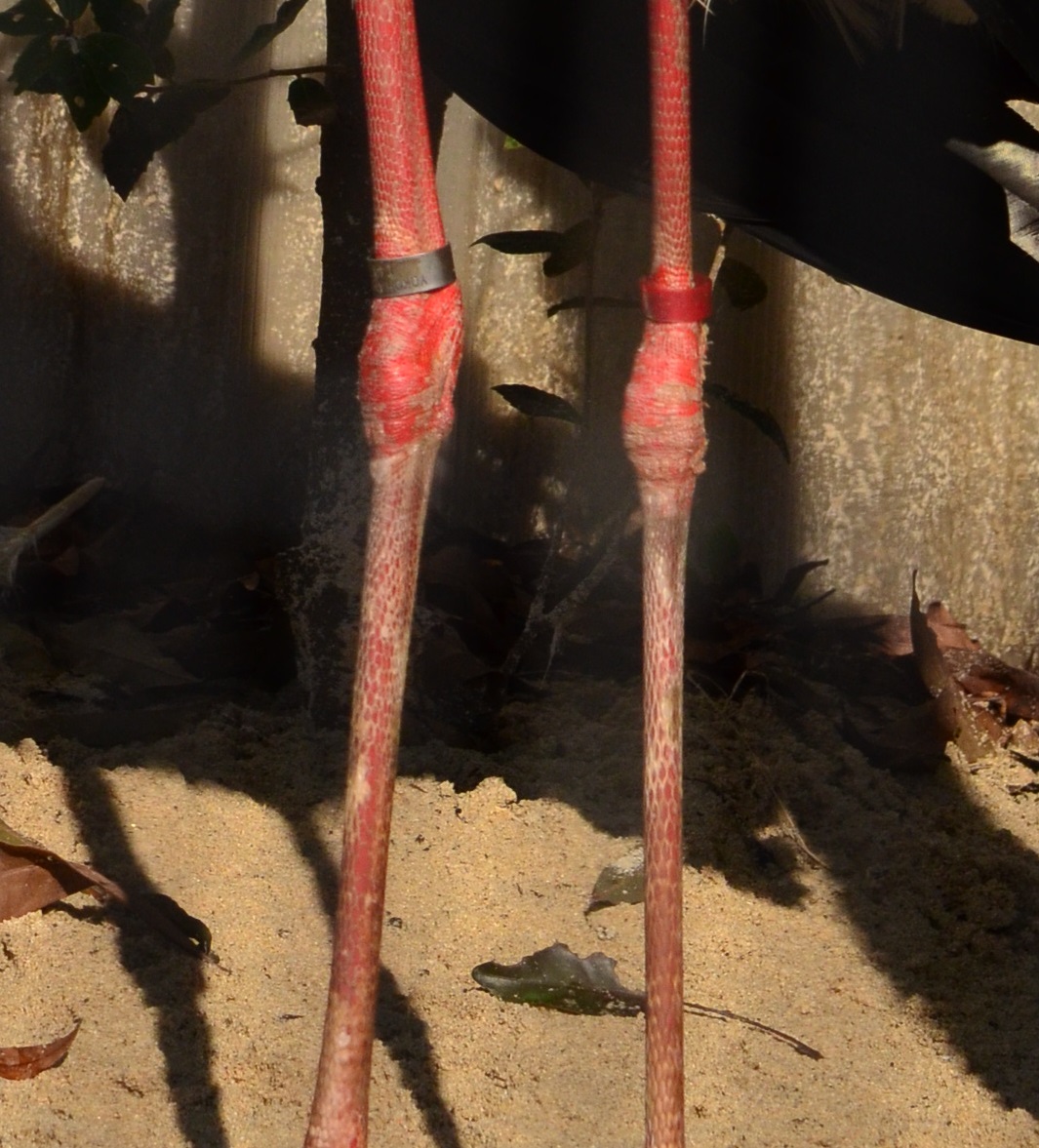 年11月の自然動物園ぶろぐ 自然動物園 公益財団法人 えどがわ環境財団