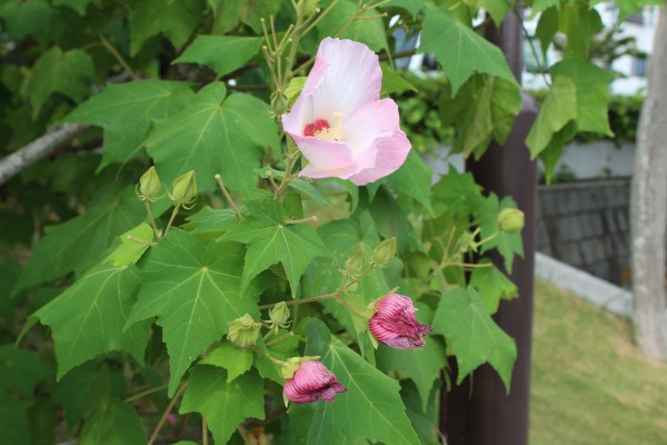 夏の花フヨウが開花しています 花だより 水とみどり 花の情報 公益財団法人 えどがわ環境財団