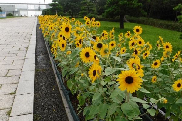 東京大会を花でおもてなし ひまわりロードプロジェクト 花とみどりの応援団 公益財団法人 えどがわ環境財団 東京大会を花でおもてなし ひまわりロードプロジェクト 花とみどりの応援団 公益財団法人 えどがわ環境財団