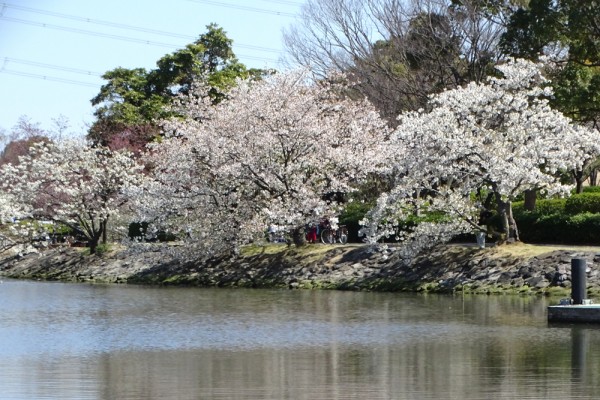 大島桜