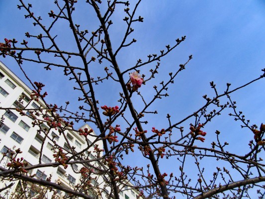 河津桜